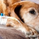 닥터펫동물의료센터 이미지