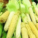 ★옥수수(CORN)의효능 이미지