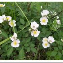 금능초등학교 이미지