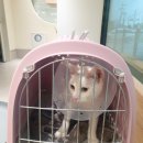 토마스동물병원 이미지