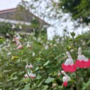 강정동-62 이미지