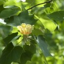 청남대 진입로 이미지