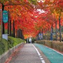 마로니에길 이미지