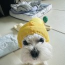 리뷰, 산택하기 좋은 요즘 강아지 산책 필수템 3!