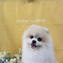 댕곤댕곤 이미지