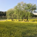 대한불교천태종대성사동해유치원 | (신혼일기) 대구 유채꽃 명소 / 두류공원 성당못 유채꽃 / 레이디 디올백/봄코디