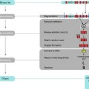 DNA