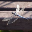 원수산 생태습지2 이미지