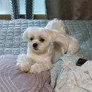 늘푸른 민박 이미지