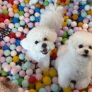 성지유치원 | 광안리 댕댕이 힐링성지, 부산강아지호텔 부산강아지유치원