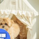 펫 하우스 이미지