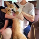 맑은숲동물병원 이미지