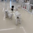 도그베이 미사점 이미지