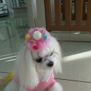 그랜드 애견 미용 이미지