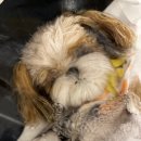 펫 목욕하는날 이미지