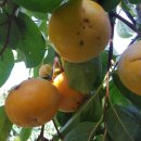 수지농장 이미지