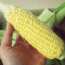 노란옥수수 이미지