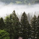 녹차농원 이미지