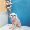 애견샵 컬리독 이미지