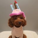 슈슈펫살롱 이미지