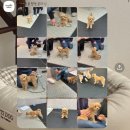 퍼피스쿨 | 청담 놀로스퀘어 퍼피스쿨 후기