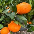 아서농장 | [웹툰] 공기업에서 제주도 단체 봉사활동 다녀온 후기 (전세사기 박살일기 36화 비하인드) (feat. 귤...