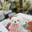 펫블리강아지&미라클고양이 이미지