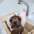 꾸꾸