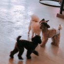 하꾸나마루다 이미지