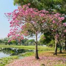 유니프라임 | 태국골프여행 방콕골프 프라임CC 무제한골프 정보 프라임 장박골프 라운딩후기