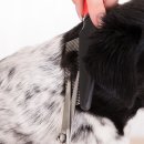 애견미용사 3급 자격증 과정 2 이미지