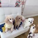 어썸 강아지 호텔 & 목욕 이미지