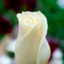 페트로스 이미지