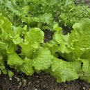 미르네농장 이미지