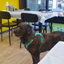 더퍼피즈블루오션 이미지