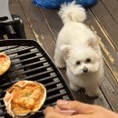 가평댕댕이애견펜션&글램핑골드 | 가평 댕댕이 애견 글램핑 앤 펜션 내돈내산 방문 후기