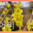 히어리 [국립수목원 우리꽃 이야기. 104] 이미지