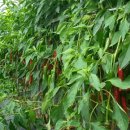 길복농장 이미지