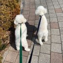 털로 덮인 친구들 이미지