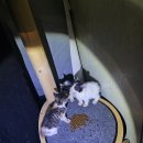 꽁냥이놀이터 이미지