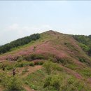 남원 아영면 봉화산 철쭉 안내 이미지