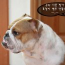 짱아 Daum카페