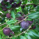 블랙애플 [포우테리아 아우스트랄리스 (Pouteria australis)] 이미지