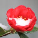 산다화 이미지