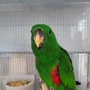 버드리농장 이미지