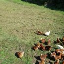 조정농장 이미지