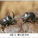 [산업곤충] 곤충 이용기술 개발 이미지