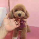 Beauty in Dog's 이미지