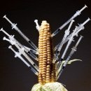 경실련, 업체별 GMO 수입 현황 공개 이미지
