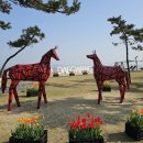 2025 섬 튤립축제 이미지